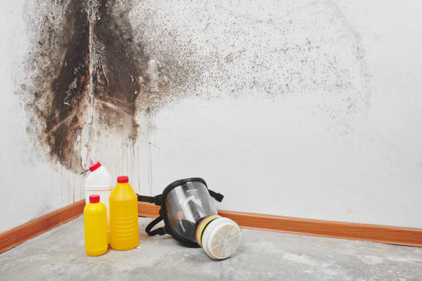 Best Emergency Mold Removal  in Williston, SC