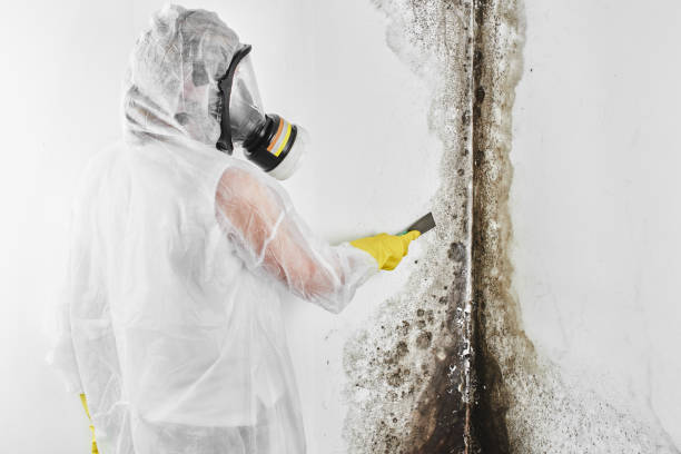 Best Mold Removal Company Near Me  in Williston, SC