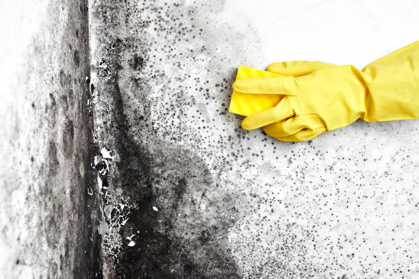 Best Attic Mold Removal  in Williston, SC