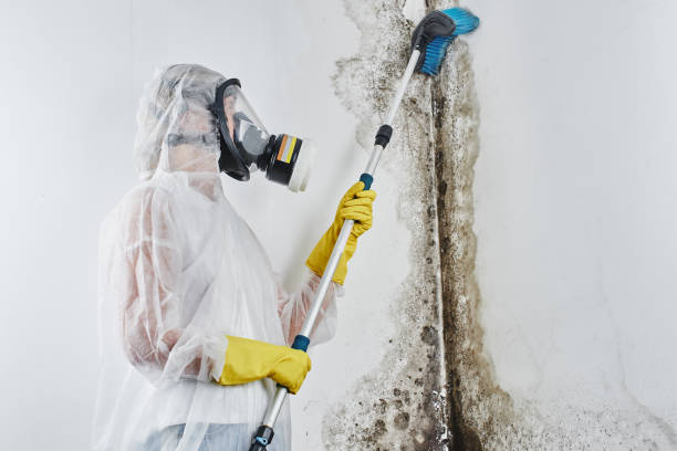 Mold Removal Process in Williston, SC