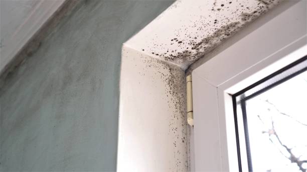 Best Mold Testing  in Williston, SC