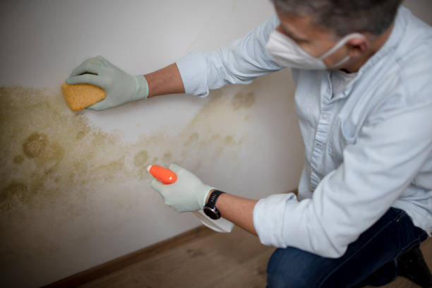 Reliable Williston, SC Mold Removal Solutions