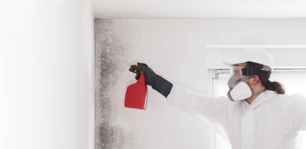 Best Affordable Mold Removal  in Williston, SC