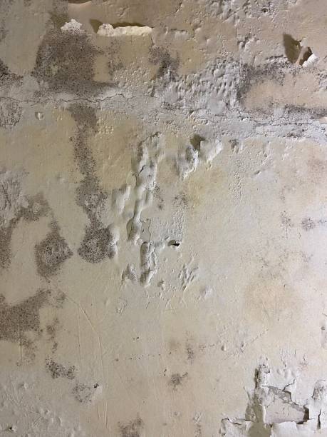 Best Mold Testing and Removal  in Williston, SC