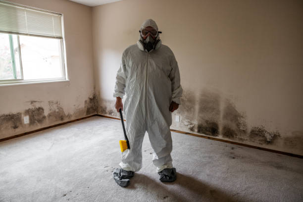 Best Black Mold Removal  in Williston, SC