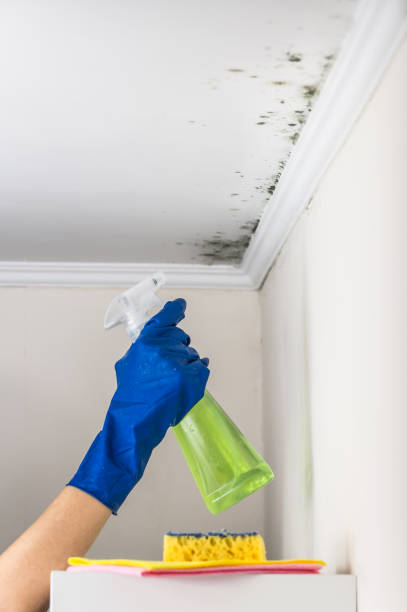 Best Certified Mold Removal  in Williston, SC