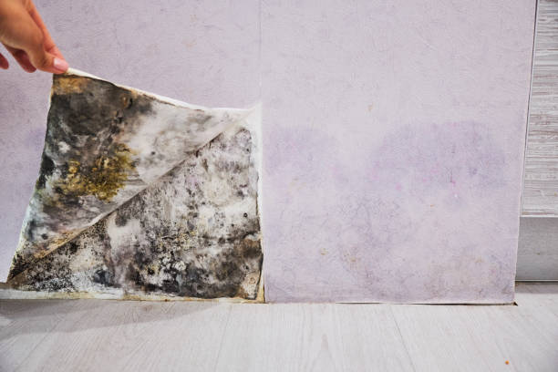 Mold Testing and Removal in Williston, SC